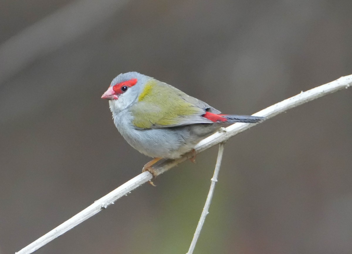 Red-browed Firetail - ML610725042