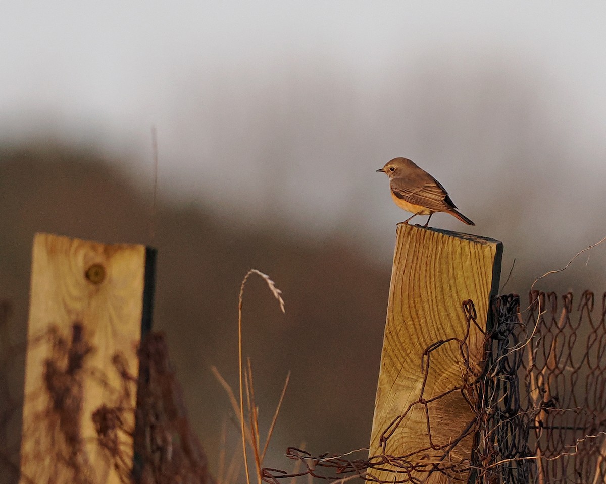 Common Redstart - Paul French