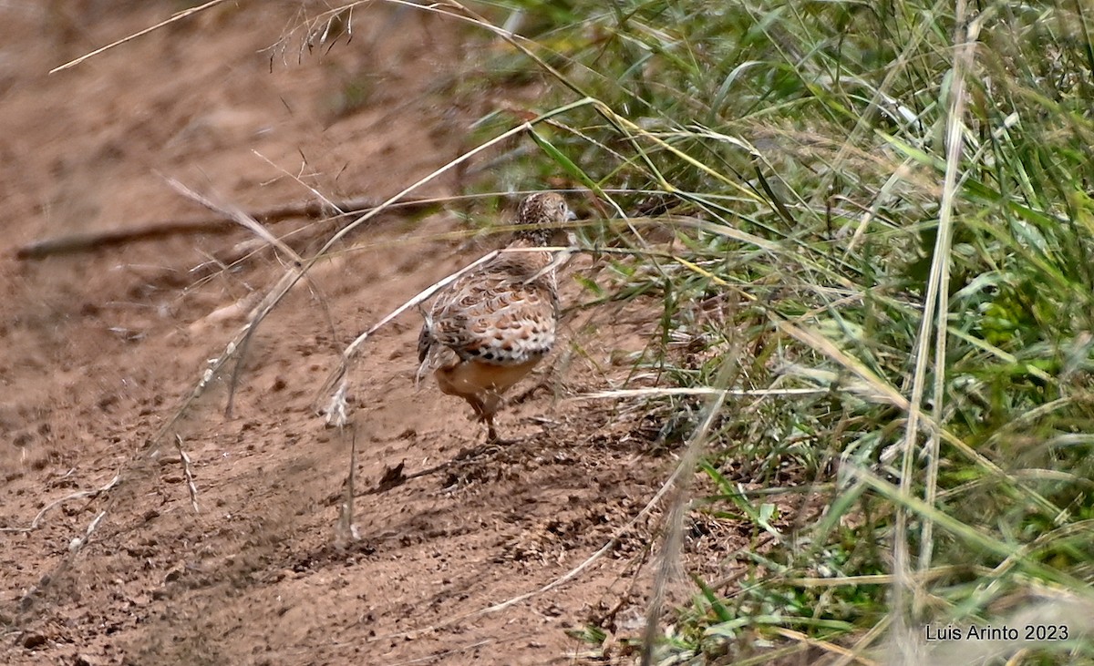 Small Buttonquail - Luis Arinto