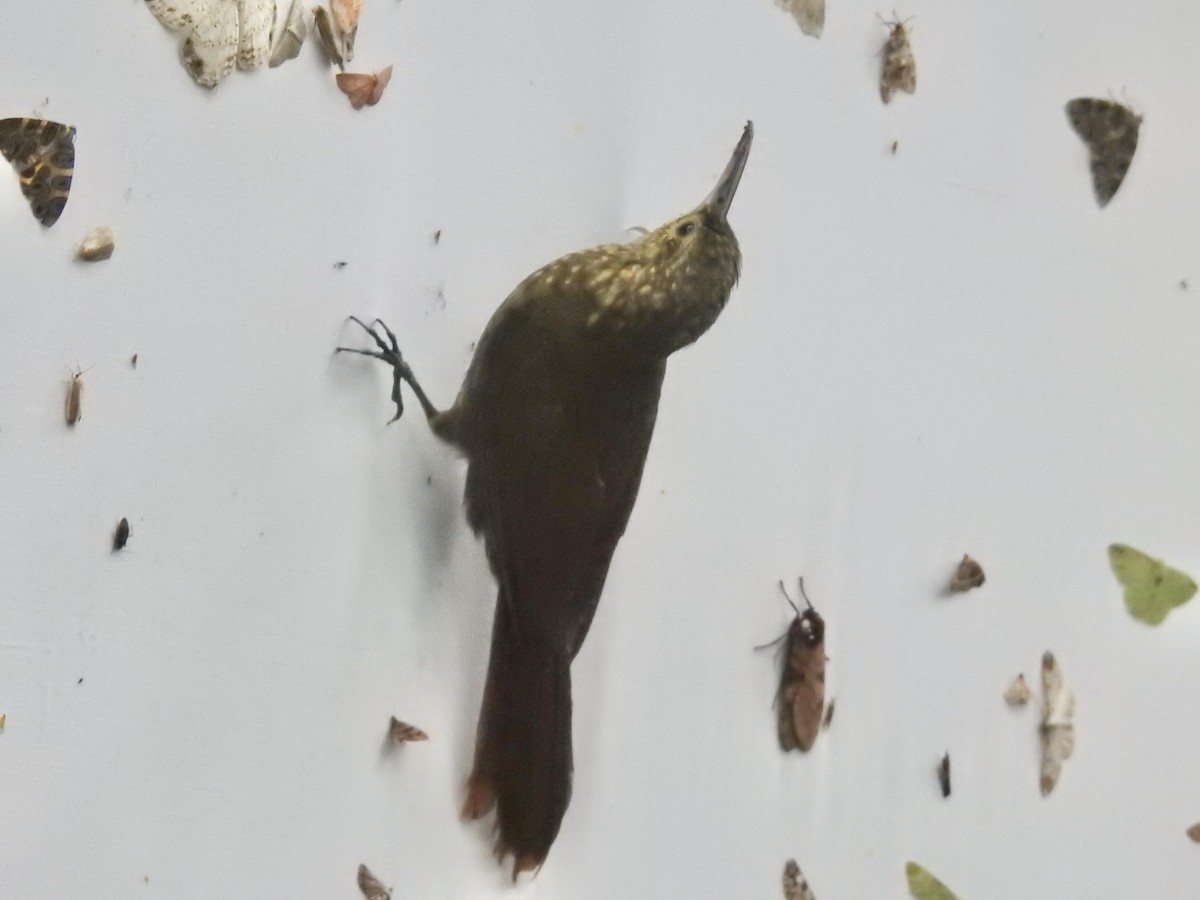 Spotted Woodcreeper - ML610726383