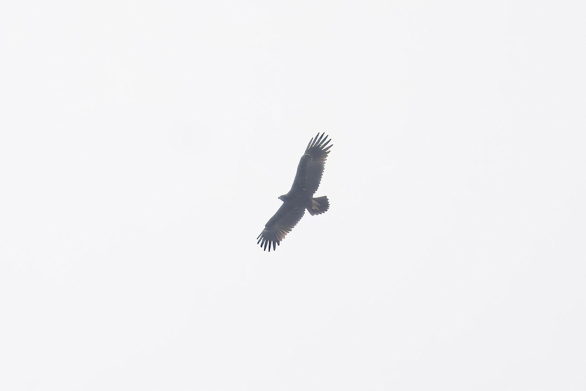 Greater Spotted Eagle - ML610726483