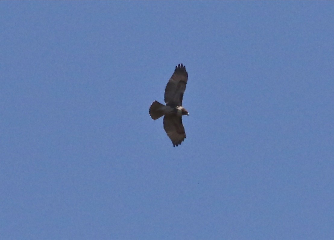 Red-tailed Hawk - ML610726988