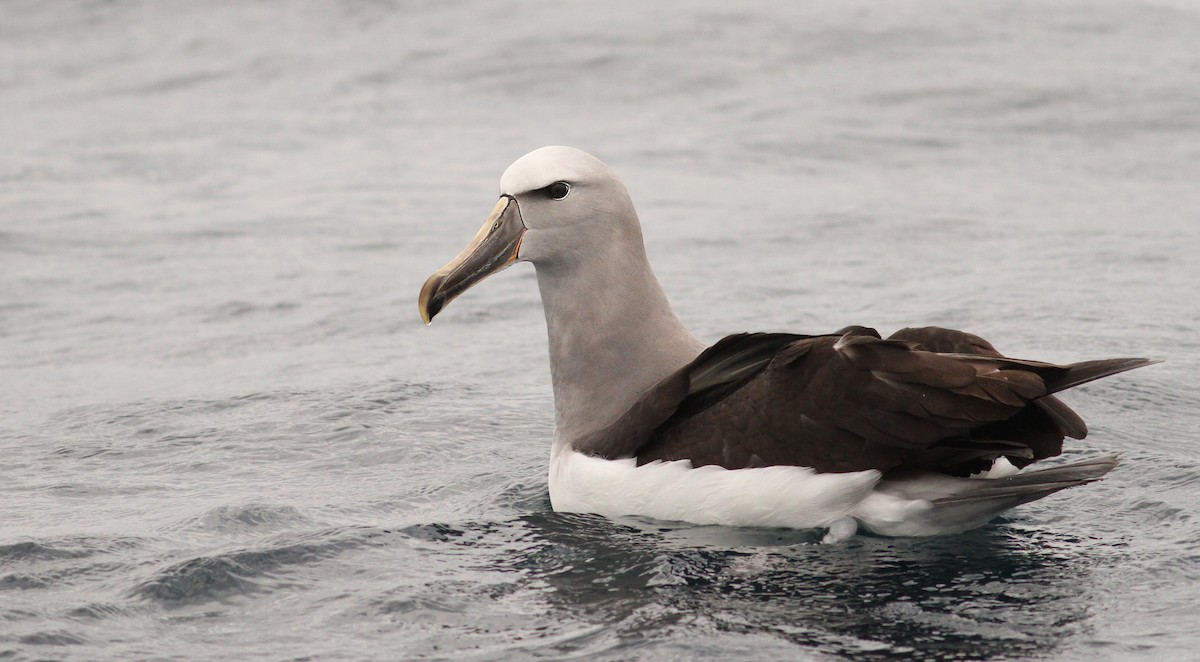 albatros snarský - ML61072711