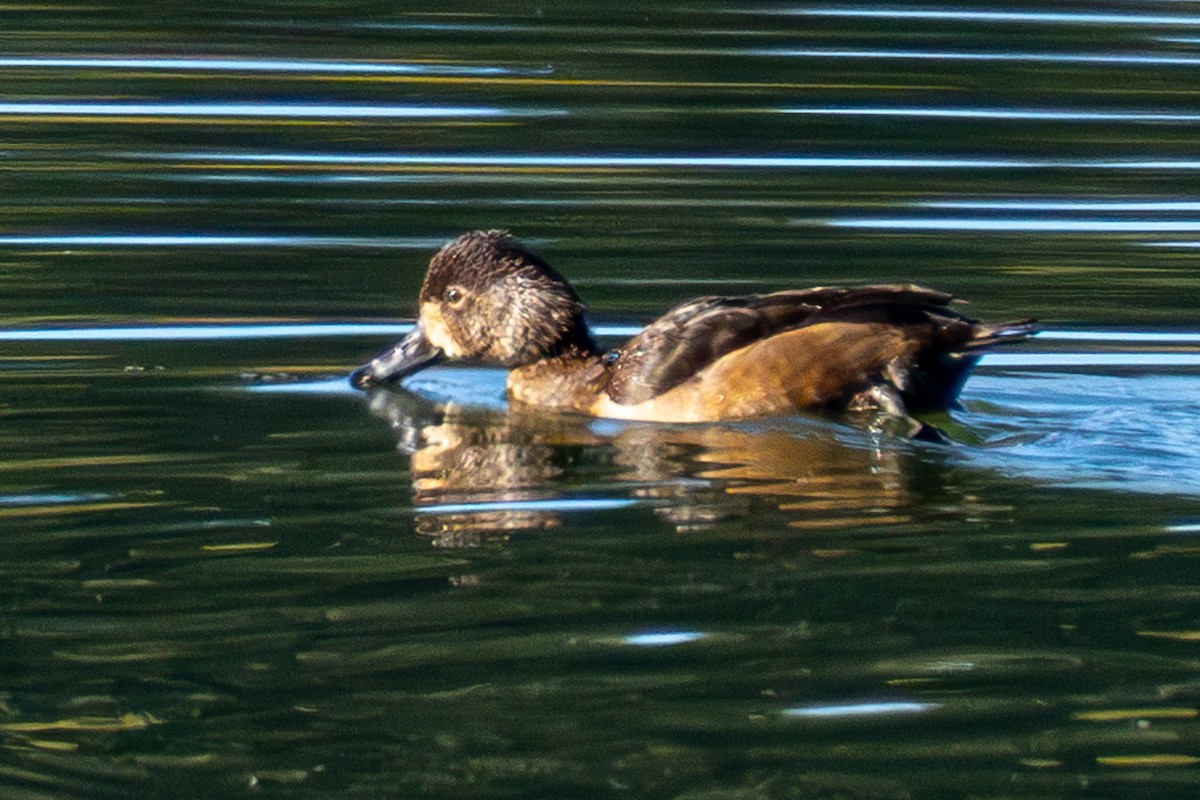 Ring-necked Duck - ML610727128