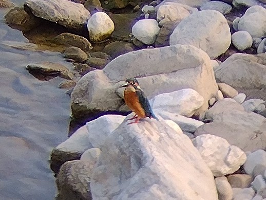 Common Kingfisher - ML610727527