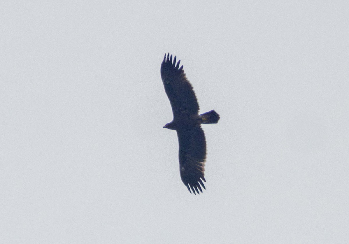 Greater Spotted Eagle - ML610727680