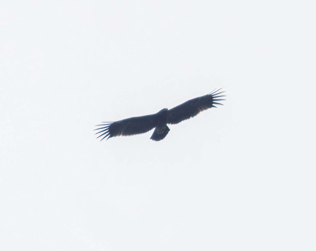 Greater Spotted Eagle - ML610727687
