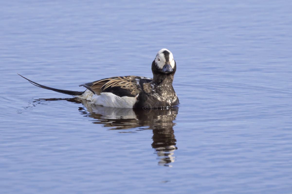 Long-tailed Duck - ML610727970