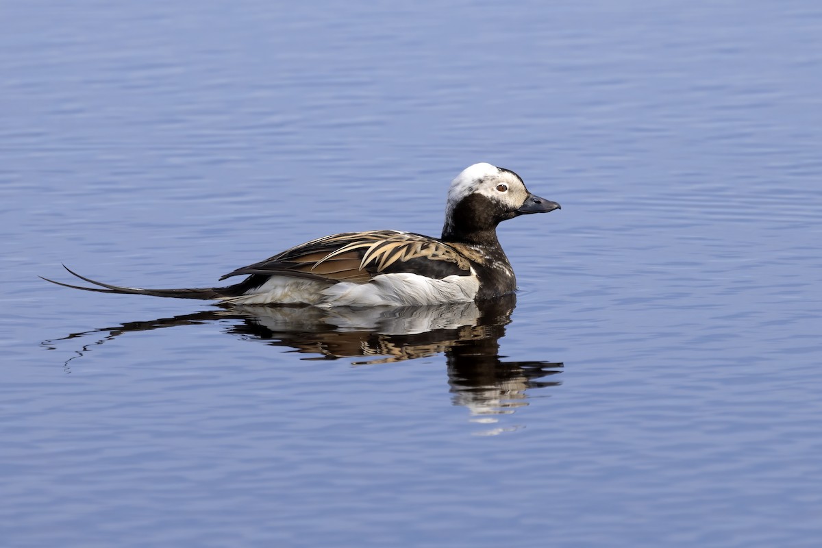 Long-tailed Duck - ML610727971