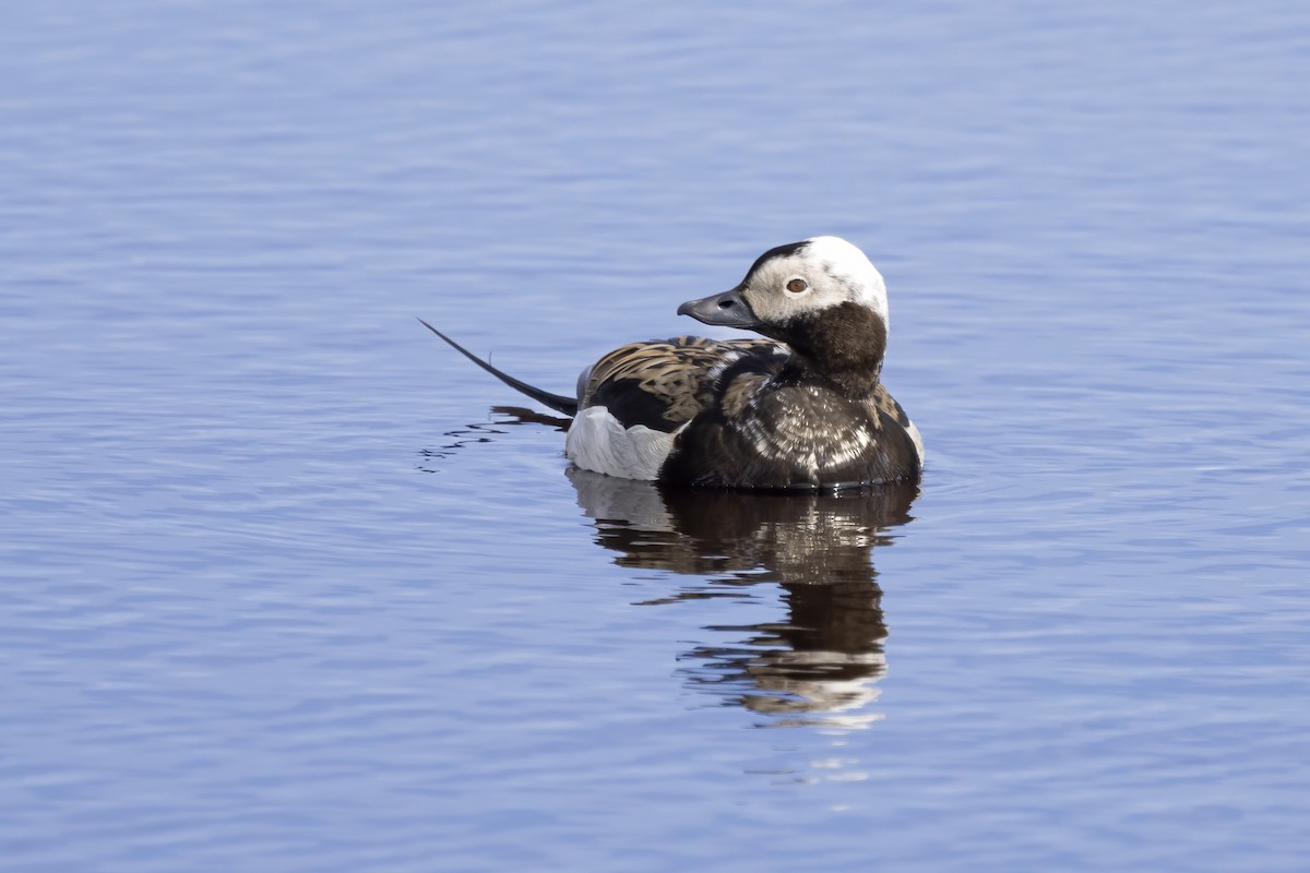 Long-tailed Duck - ML610727972