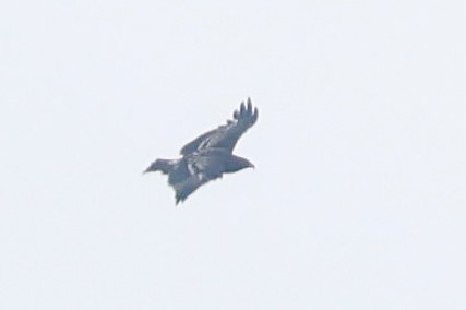 Greater Spotted Eagle - ML610728593