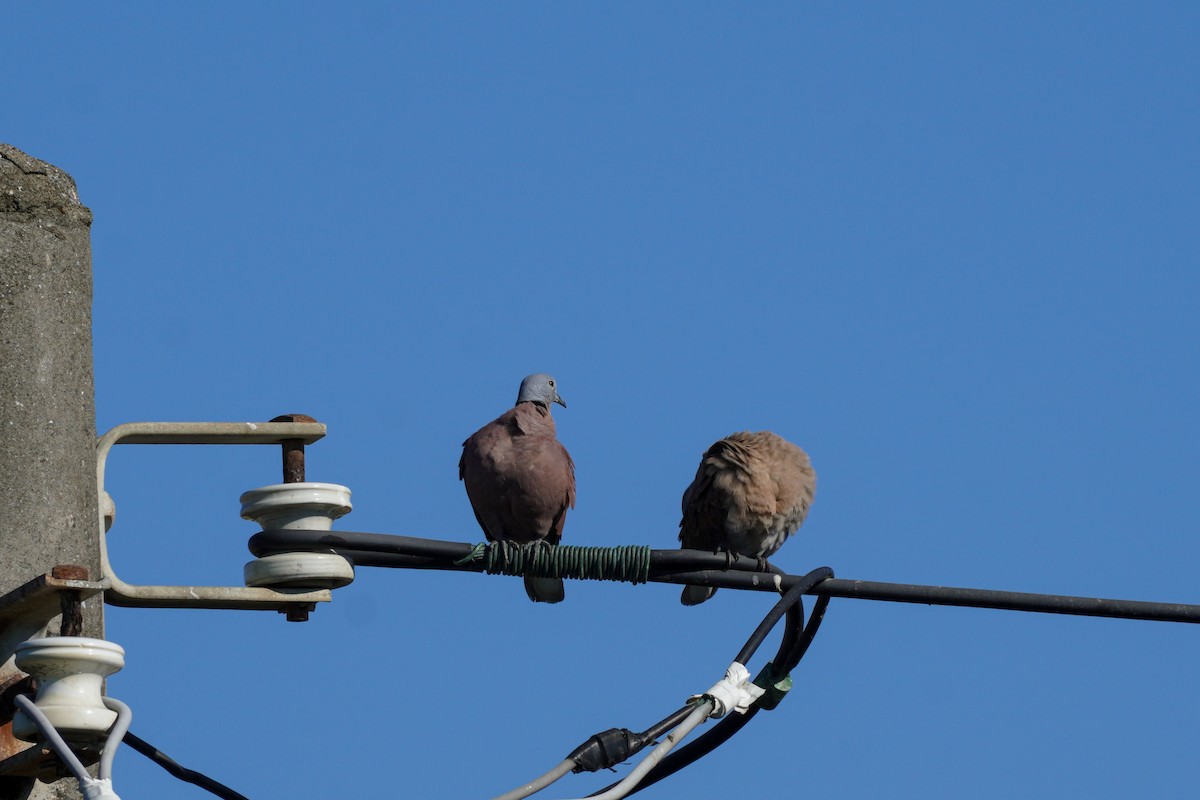 Red Collared-Dove - ML610729040