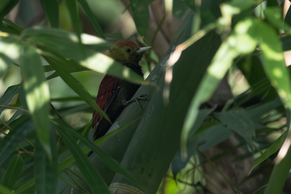 Pale-headed Woodpecker - ML610729326