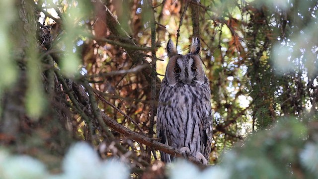 Long-eared Owl - ML610729552