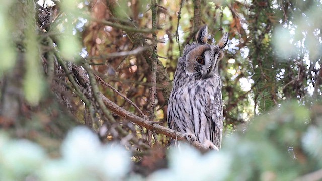 Long-eared Owl - ML610729553