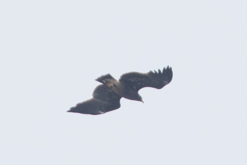 Greater Spotted Eagle - ML610729647