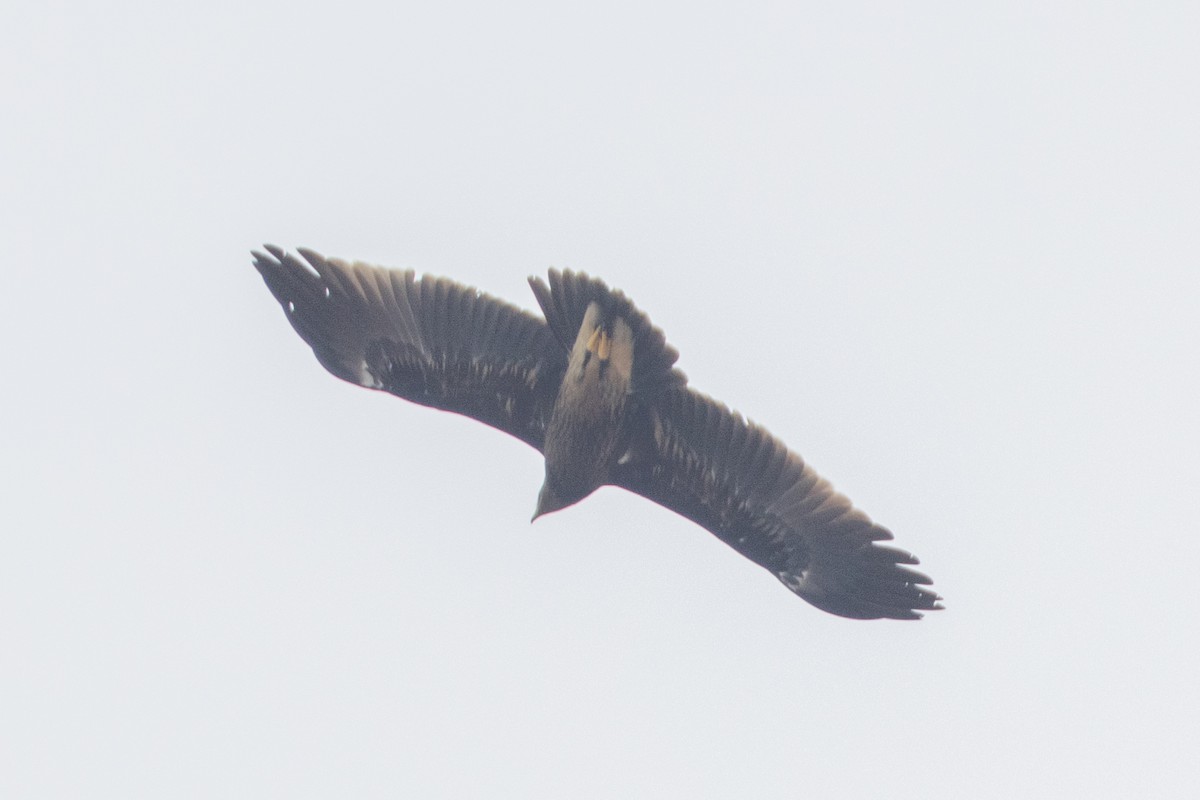 Greater Spotted Eagle - ML610729649