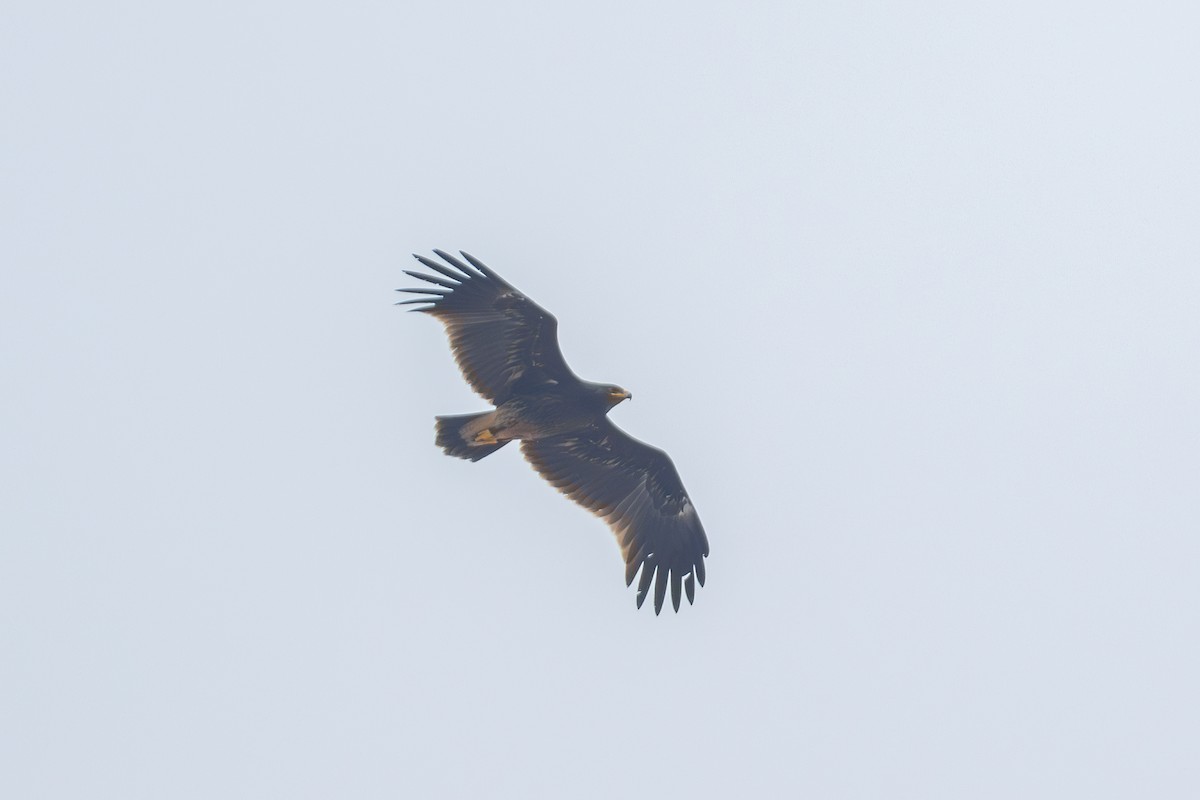 Greater Spotted Eagle - ML610729651
