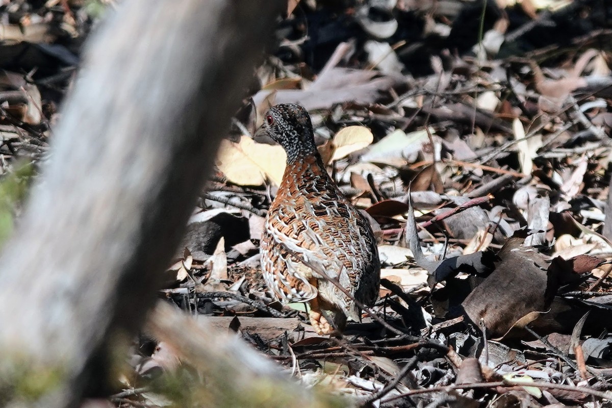 Painted Buttonquail - ML610729686
