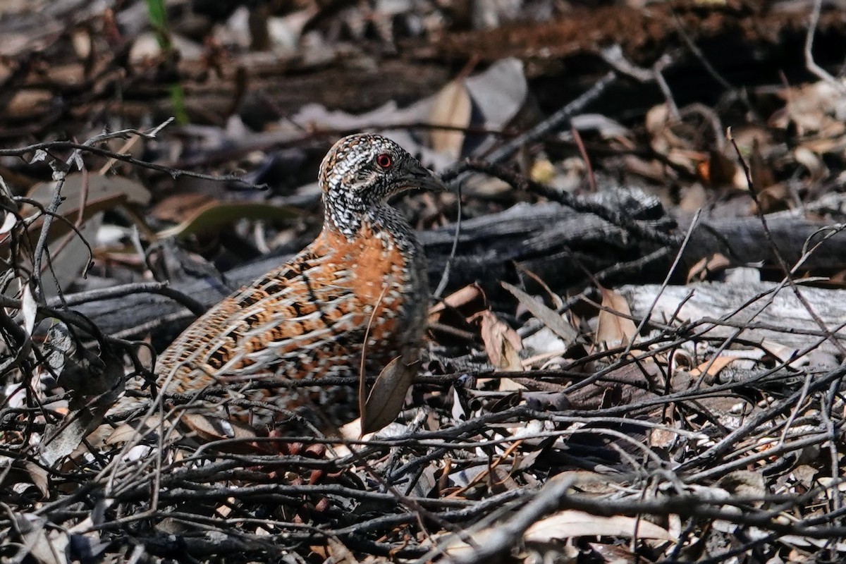 Painted Buttonquail - ML610729687