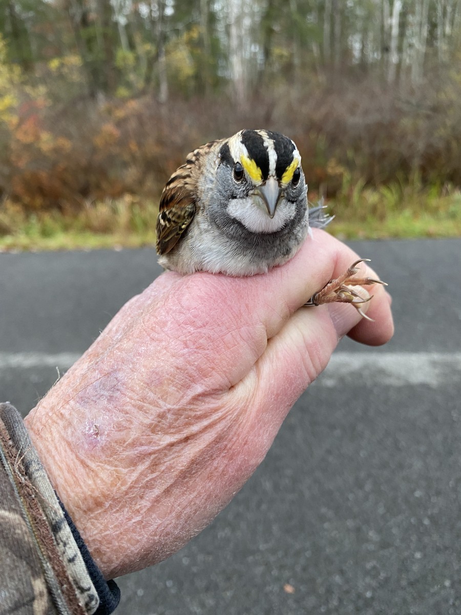 White-throated Sparrow - ML610729902