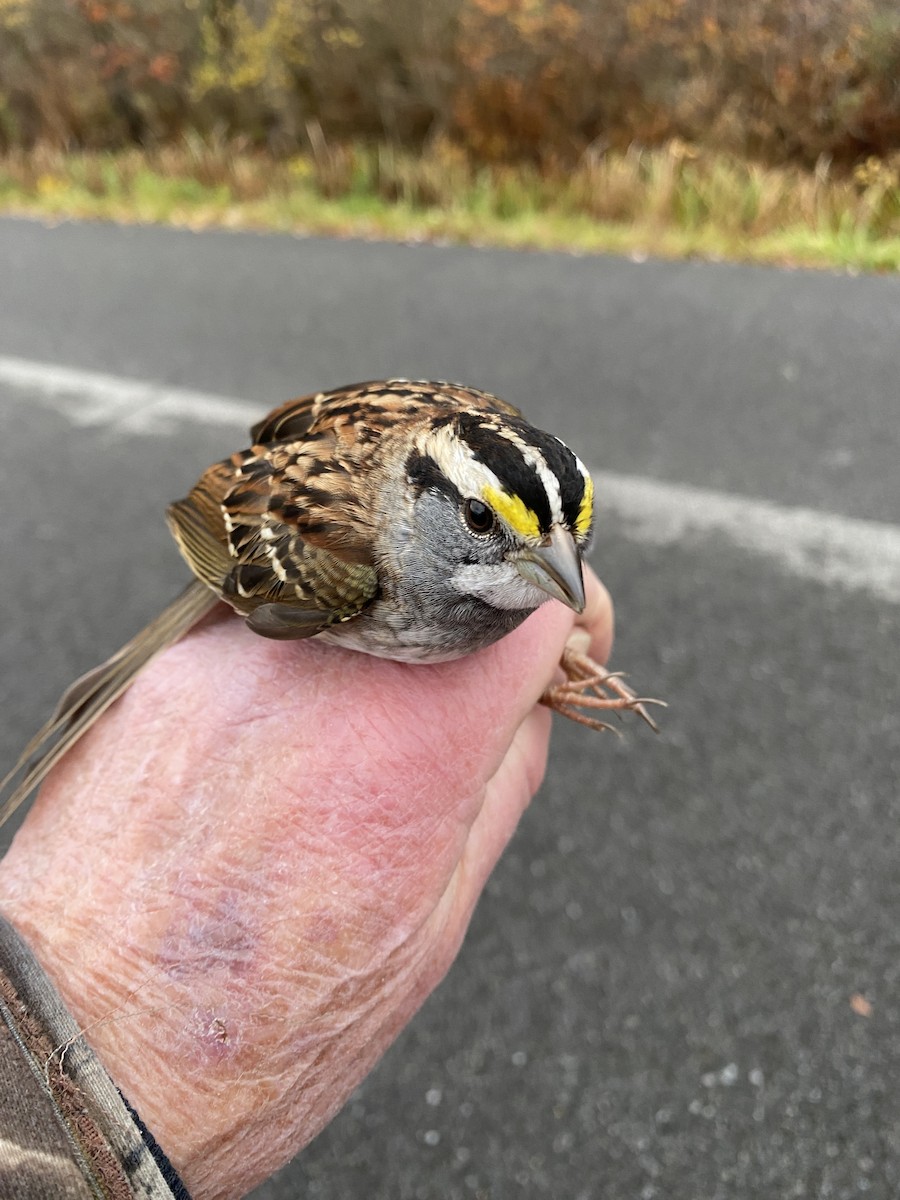White-throated Sparrow - ML610729906