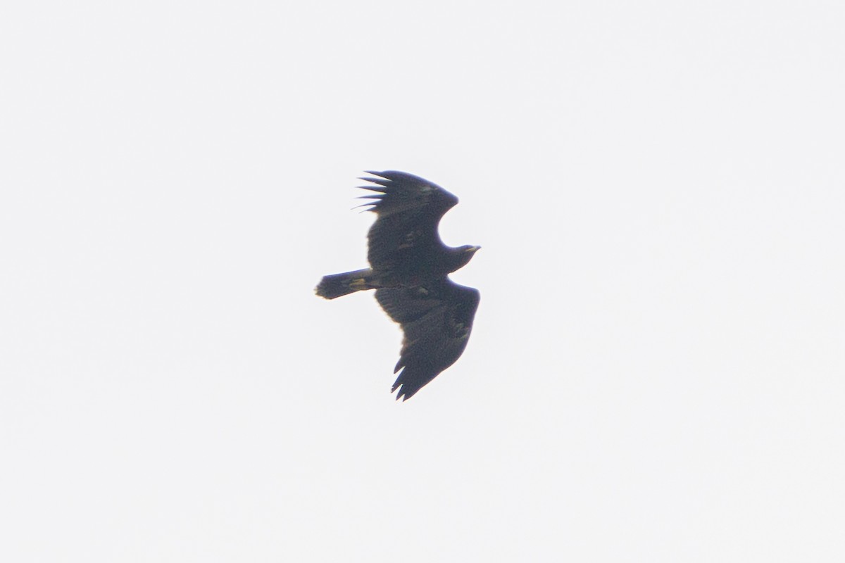 Greater Spotted Eagle - ML610730209