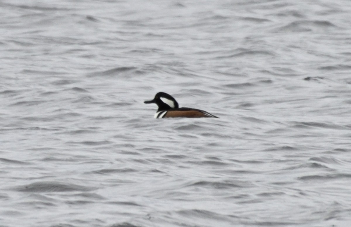 eBird Canada Checklist - 4 Nov 2023 - HVGB-Otter Creek Water Aerodrome ...