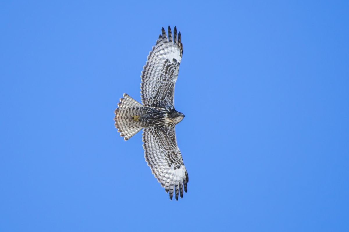Red-tailed Hawk (Harlan's) - ML610730432