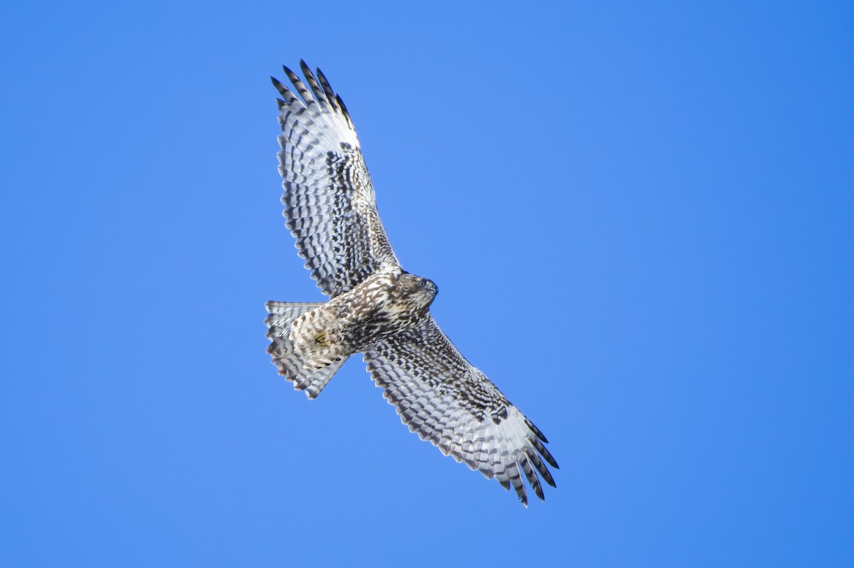 Red-tailed Hawk (Harlan's) - ML610730433