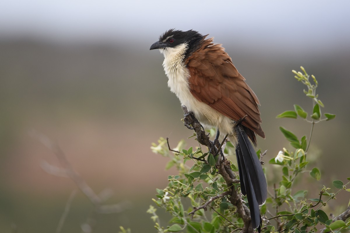 White-browed Coucal - ML610730475