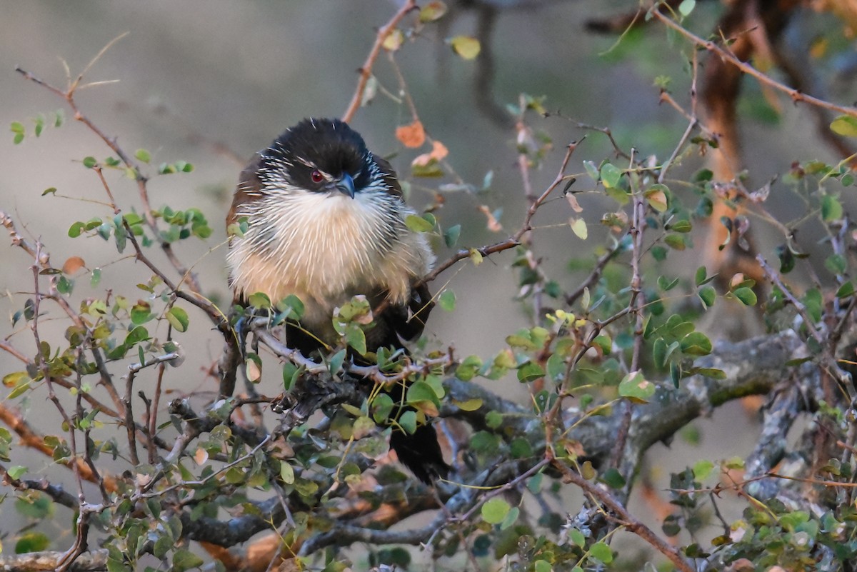 White-browed Coucal - ML610730480