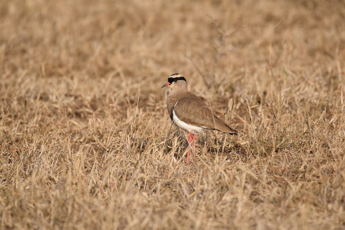 Crowned Lapwing - ML610730504