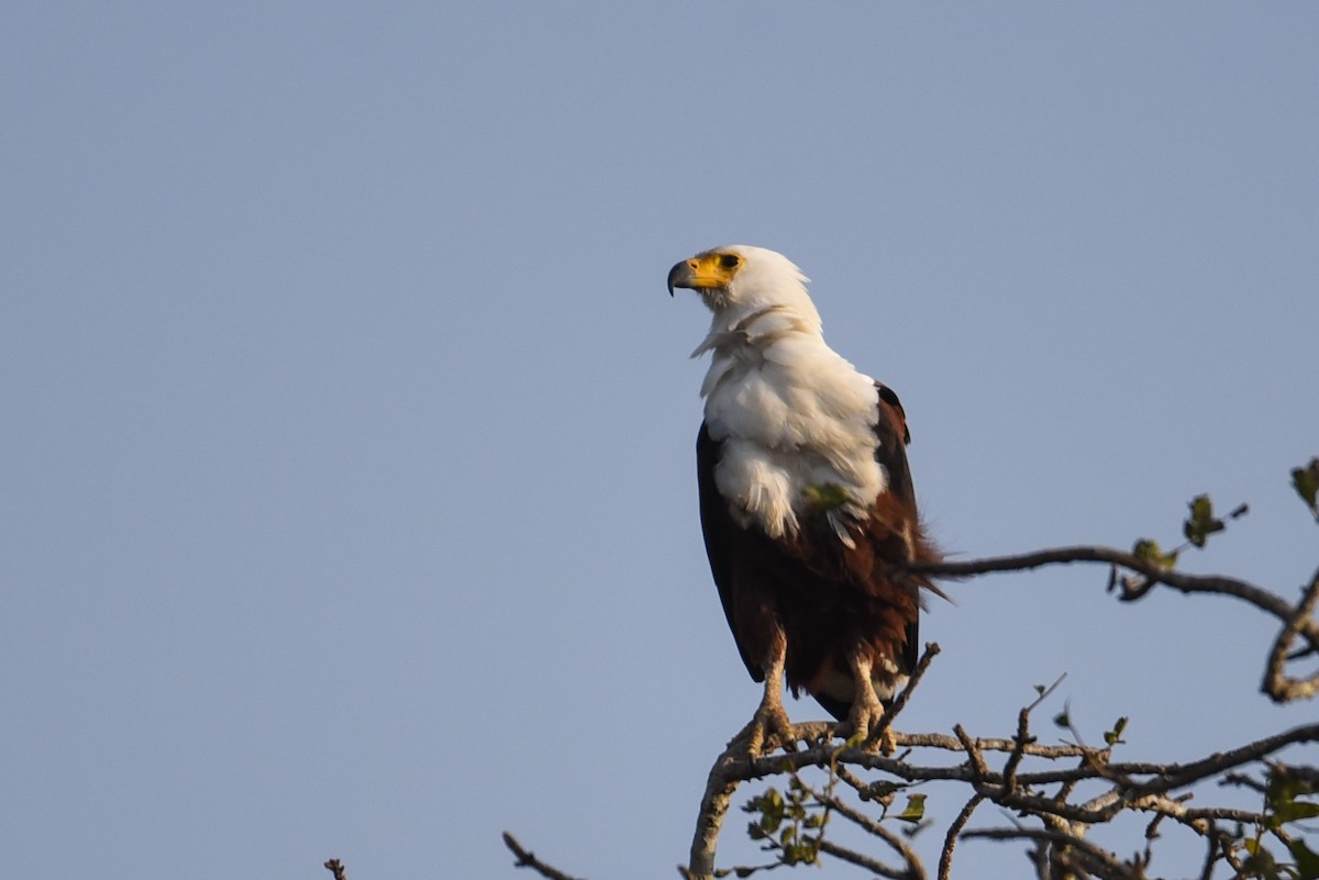 African Fish-Eagle - ML610730533