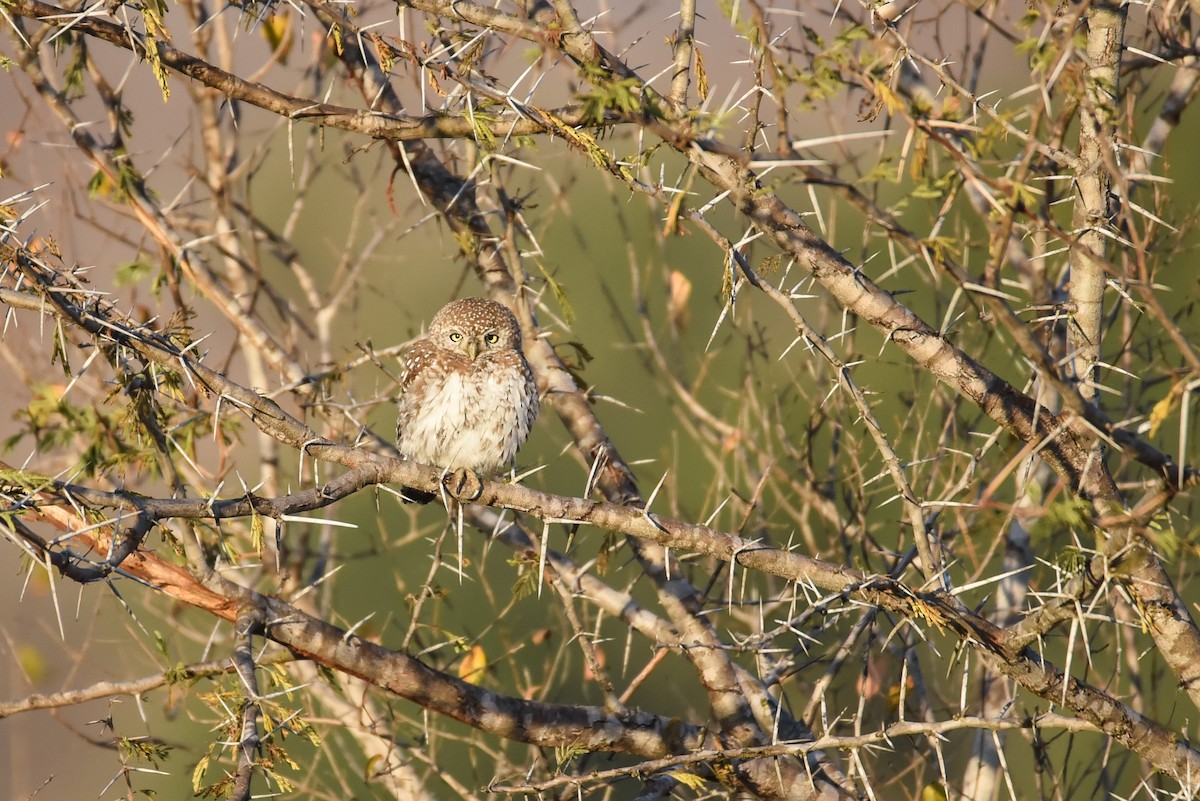African Barred Owlet - ML610730548