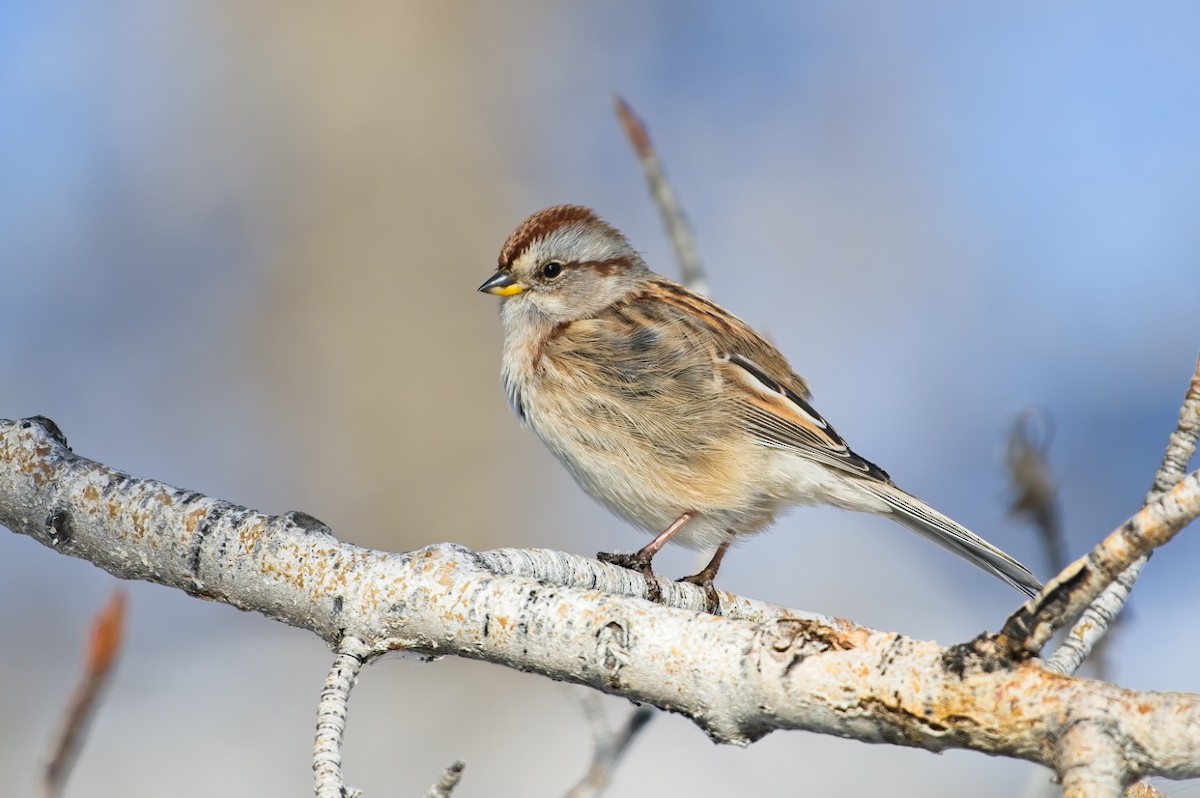 American Tree Sparrow - ML610730606