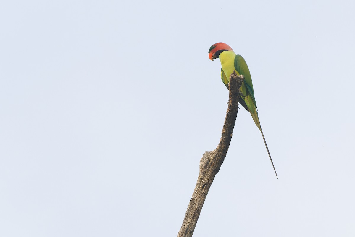 Long-tailed Parakeet - ML610730868