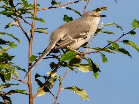 Northern Mockingbird - Roger Horn