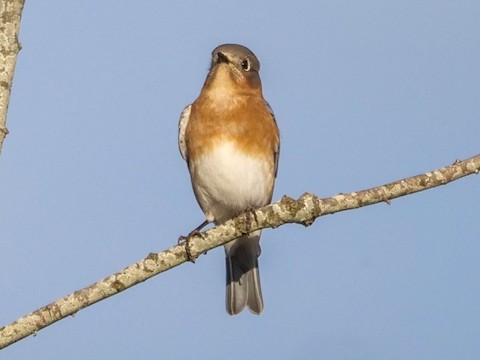 Eastern Bluebird - Roger Horn