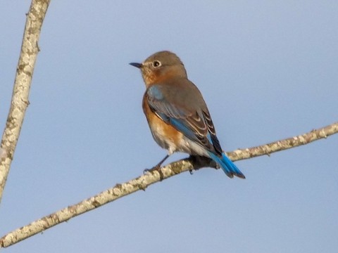 Eastern Bluebird - Roger Horn