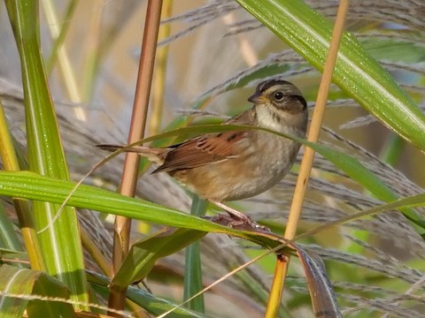 Swamp Sparrow - Roger Horn