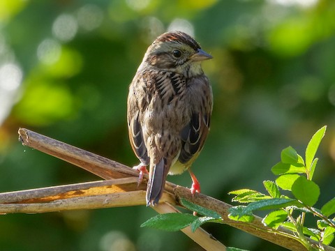 Swamp Sparrow - Roger Horn