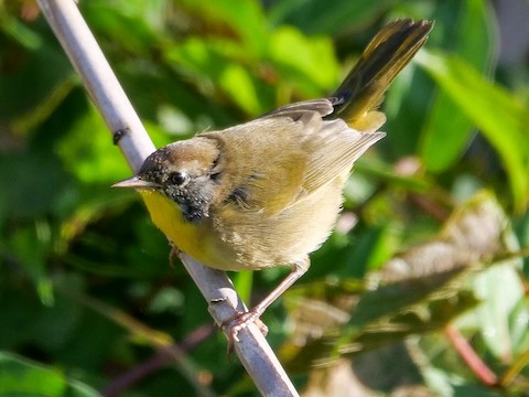 Common Yellowthroat - Roger Horn