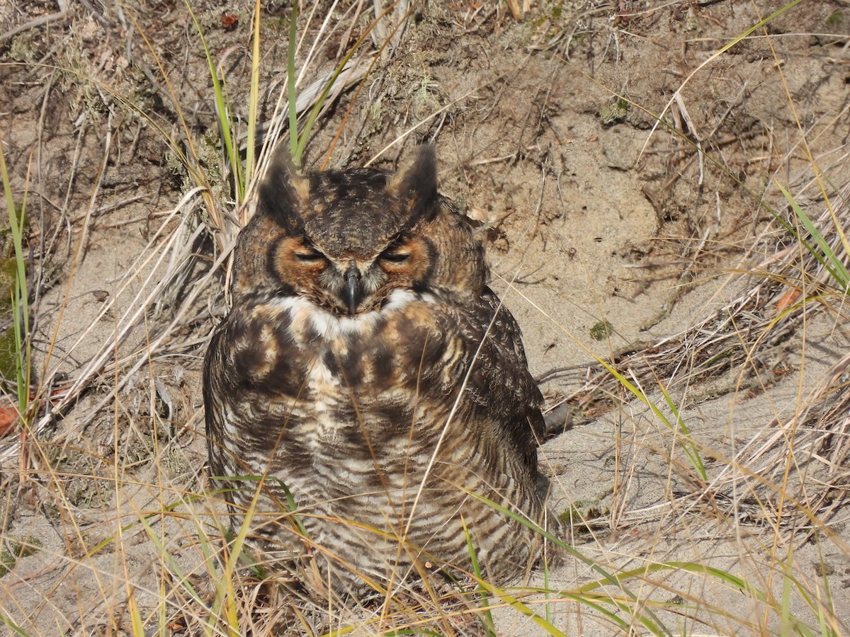 Great Horned Owl - ML610731213