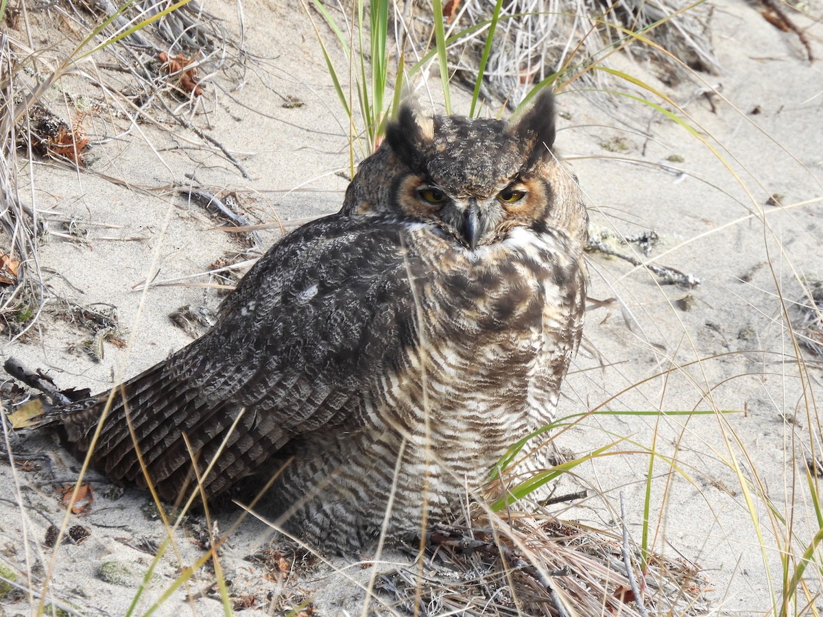 Great Horned Owl - ML610731280