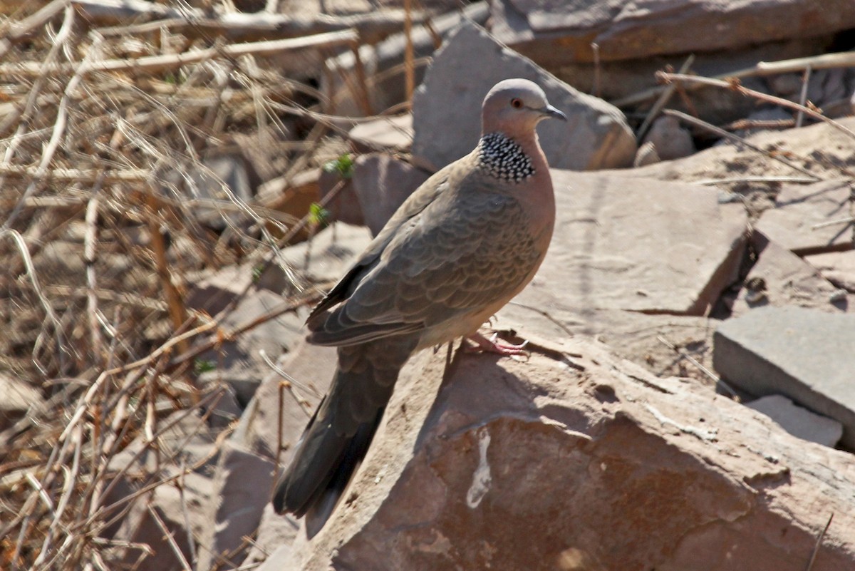 Spotted Dove (Eastern) - ML610731320