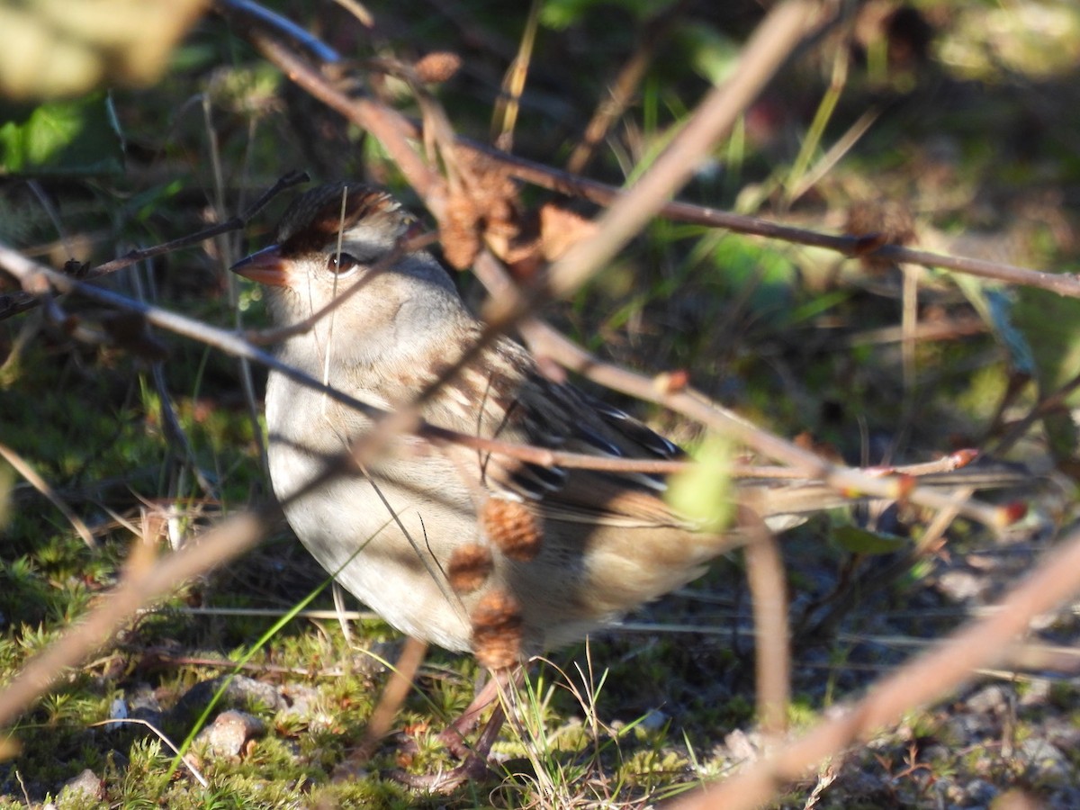 White-crowned Sparrow - ML610731330