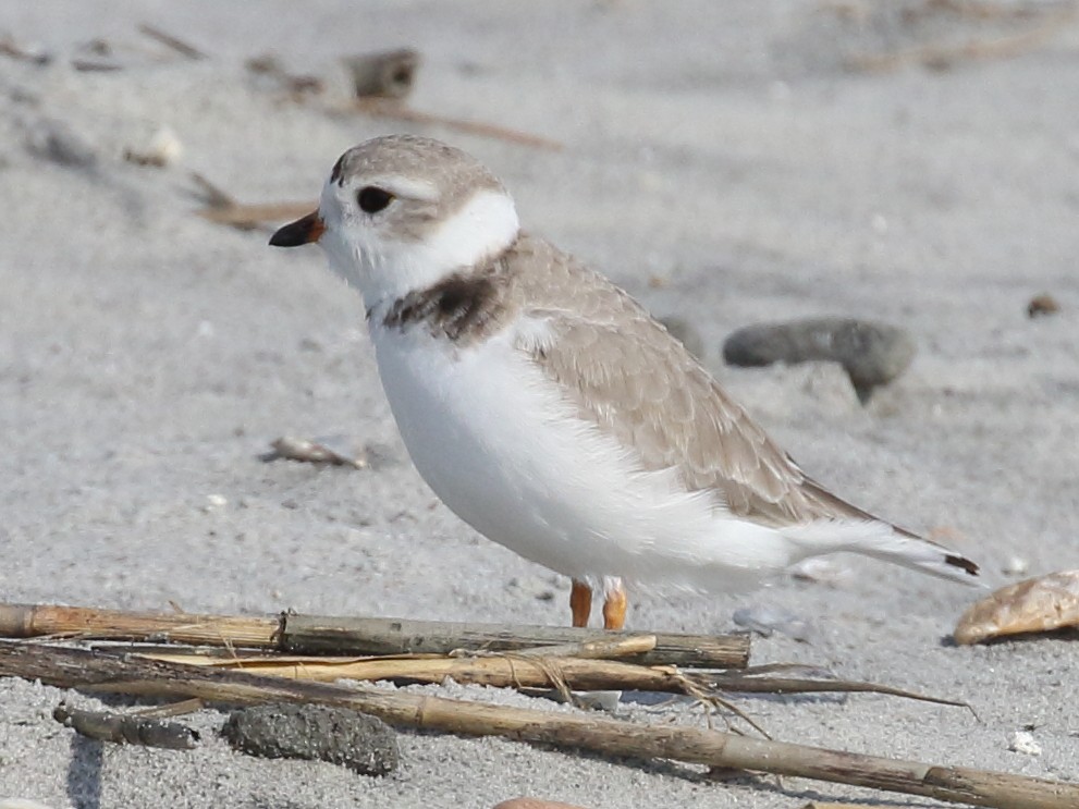 Piping Plover - ML610731501