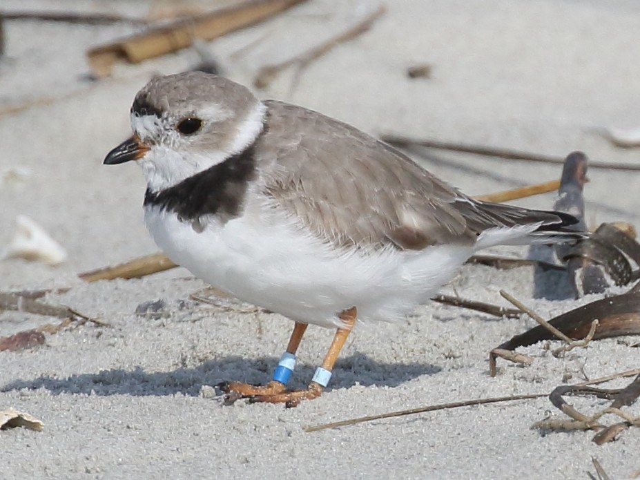 Piping Plover - ML610731502