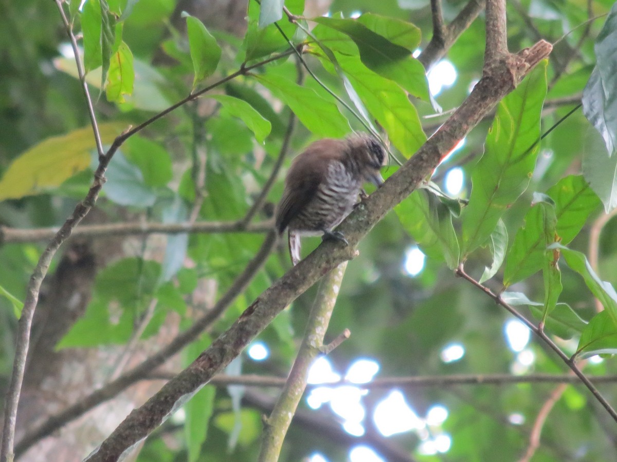 White-barred Piculet (White-barred) - ML610731697